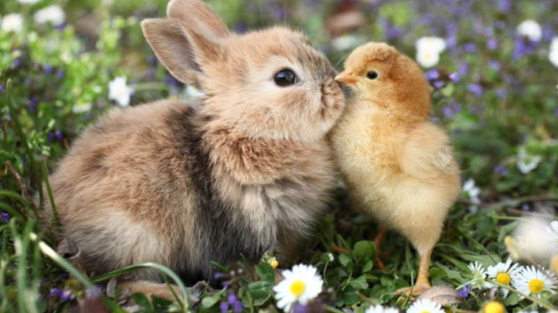 Chicks and Bunnies